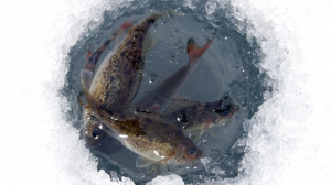 20 марта в Югре состоится региональный субботник «Помоги рыбе», целью которого является предотвращение ежегодного весеннего замора рыбы в водоёмах