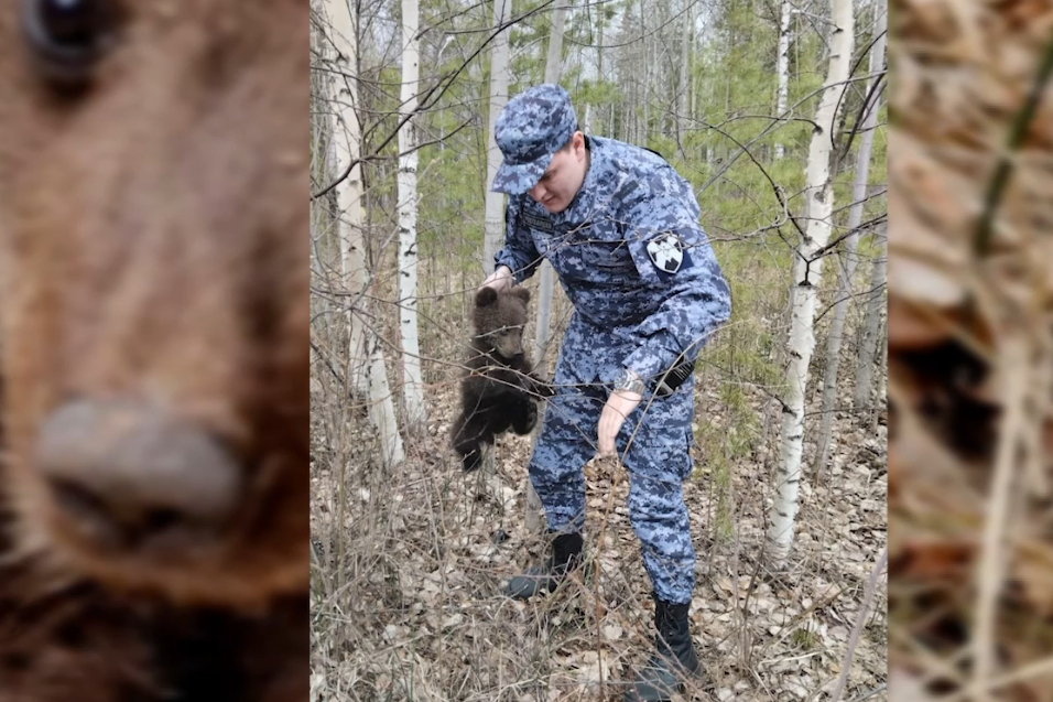 В Югорске сотрудники Росгвардии поймали заблудившегося медвежонка