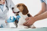 Вакцинация домашних животных против бешенства