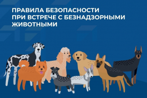 Алгоритм действий граждан при встрече с животными без владельцев, имеющими владельцев