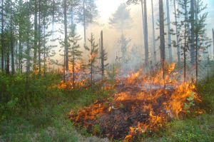 О правилах пожарной безопасности в лесах
