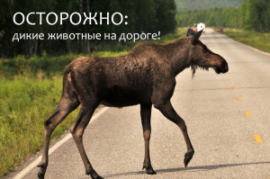 Осторожно: дикие животные на дороге!