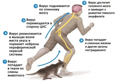 30 марта распоряжением губернатора Югры введены ограничительные мероприятия по бешенству в селе Селиярово