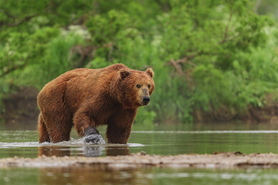 В Ханты-Мансийском районе участились случаи выхода медведей в населенные пункты