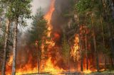 Рекомендации для граждан о мерах пожарной безопасности в лесах