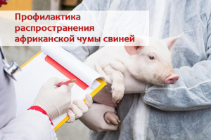 Важная информация о предотвращении возникновения и распространения африканской чумы свиней на территории Югры