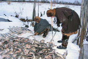 Вниманию лиц, относящихся к коренным малочисленным народам Севера Ханты-Мансийского района, получившим квоты о добыче (вылове) водных биоресурсов на 2021 год!