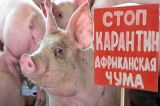 Памятка по предупреждению распространения вируса африканской чумы свиней