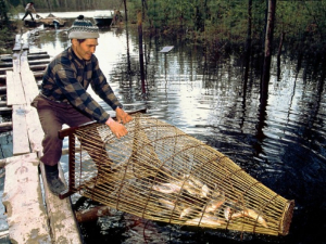 Вниманию лиц из числа коренных малочисленных народов Севера! Начинается прием заявок на предоставление водных биологических ресурсов Югры для организации традиционного рыболовства в 2022 году