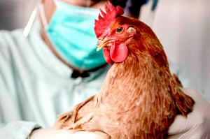 Ханты-Мансийский отдел госнадзора Ветслужбы Югры: о гриппе птиц
