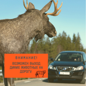 Госавтоинспекция Югры предупреждает водителей о возможном выходе диких животных на проезжую часть