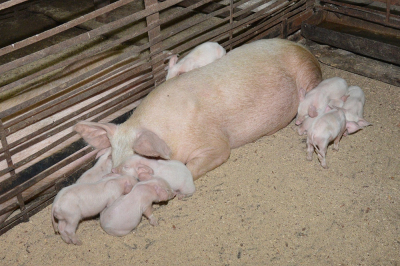 Памятка по профилактике африканской чумы свиней