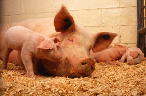 Памятка по использованию пищевых отходов для кормления свиней
