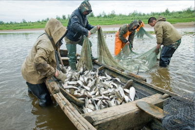 Вниманию лиц, относящихся к Коренным малочисленным народам Севера Ханты-Мансийского района, получившим квоты о добыче (вылове) водных биоресурсов на 2020 год! Представителям КМНС необходимо предоставить сведения о добыче (вылове) водных биоресурсов в целя