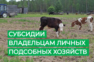 Вниманию владельцев личных подсобных хозяйств! Осуществляется прием документов на предоставление субсидии на содержание маточного поголовья сельскохозяйственных животных