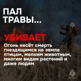 ПОЖАРНАЯ БЕЗОПАСНОСТЬ! Пал травы!