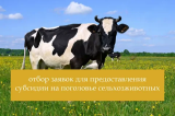 Отбор на предоставление субсидий на поддержку животноводства!