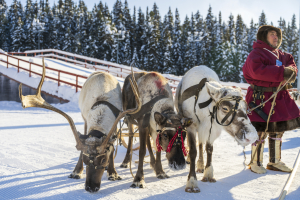 В Югре начался прием заявок на гранты для развития традиционной хозяйственной деятельности