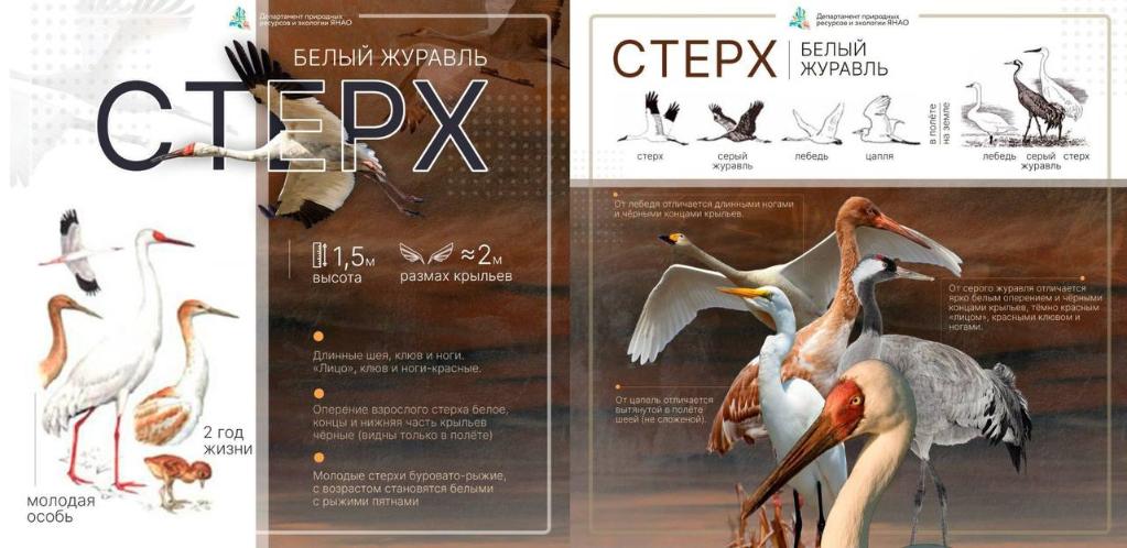 В регионах Западной Сибири стартует учёт стерха и серого журавля, занесённых в Красную книгу